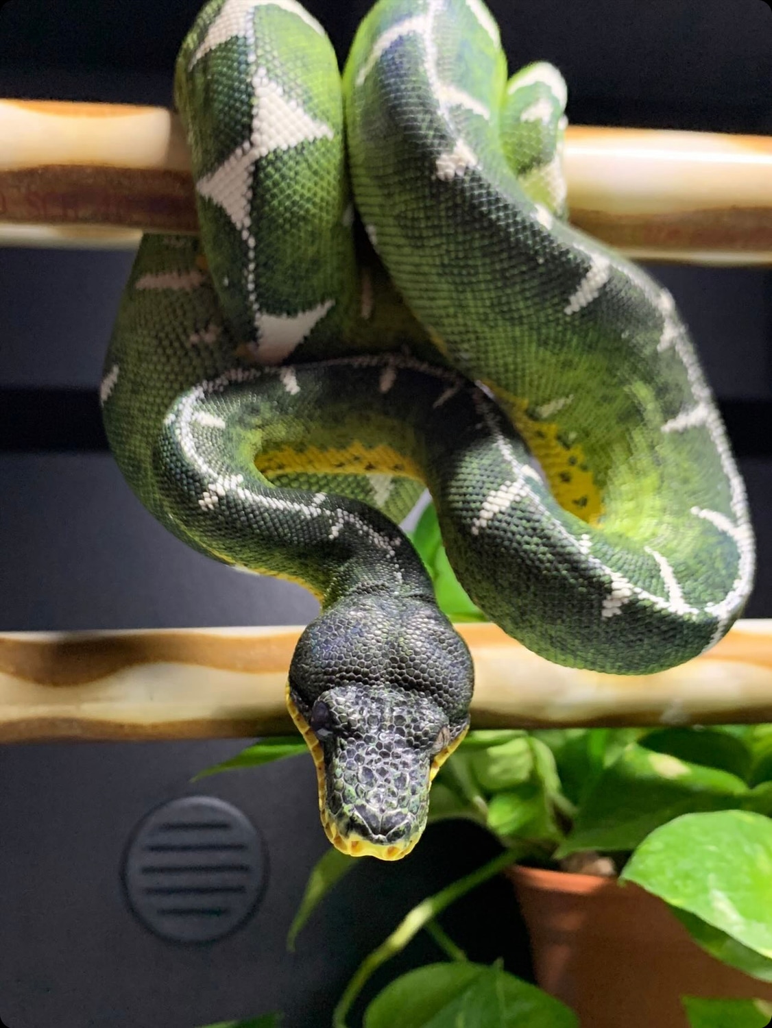 Amazon Basin Tree Boa by Ari_Elli_Max_Arboreals MorphMarket
