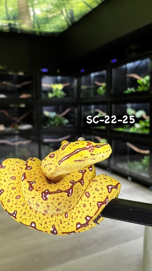 High Yellow Designer Green Tree Python by Ari_Elli_Max_Arboreals