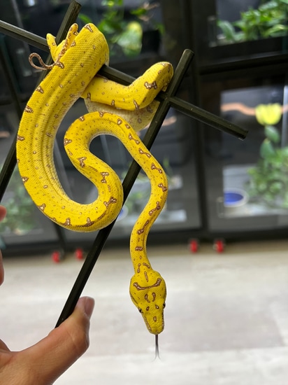 High Yellow Green Tree Python by Ari_Elli_Max_Arboreals