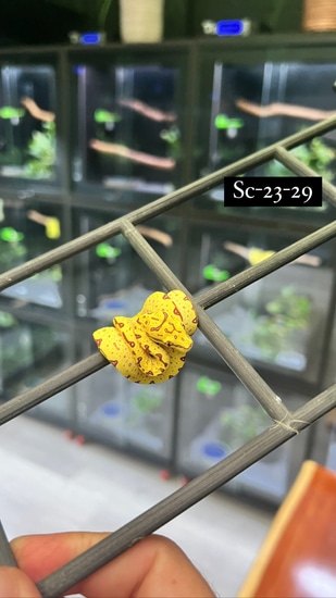 High Yellow Designer Green Tree Python by Ari_Elli_Max_Arboreals