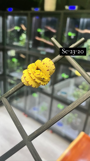 High Yellow Designer Green Tree Python by Ari_Elli_Max_Arboreals