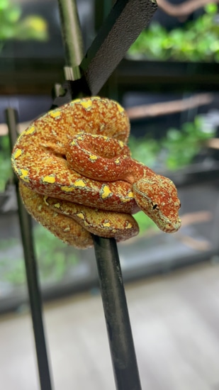 Blue Designer Green Tree Python by Ari_Elli_Max_Arboreals