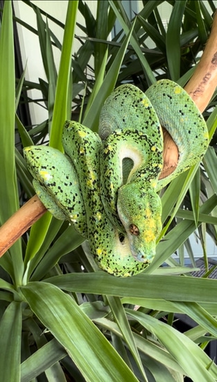 Designer Green Tree Python by Ari_Elli_Max_Arboreals