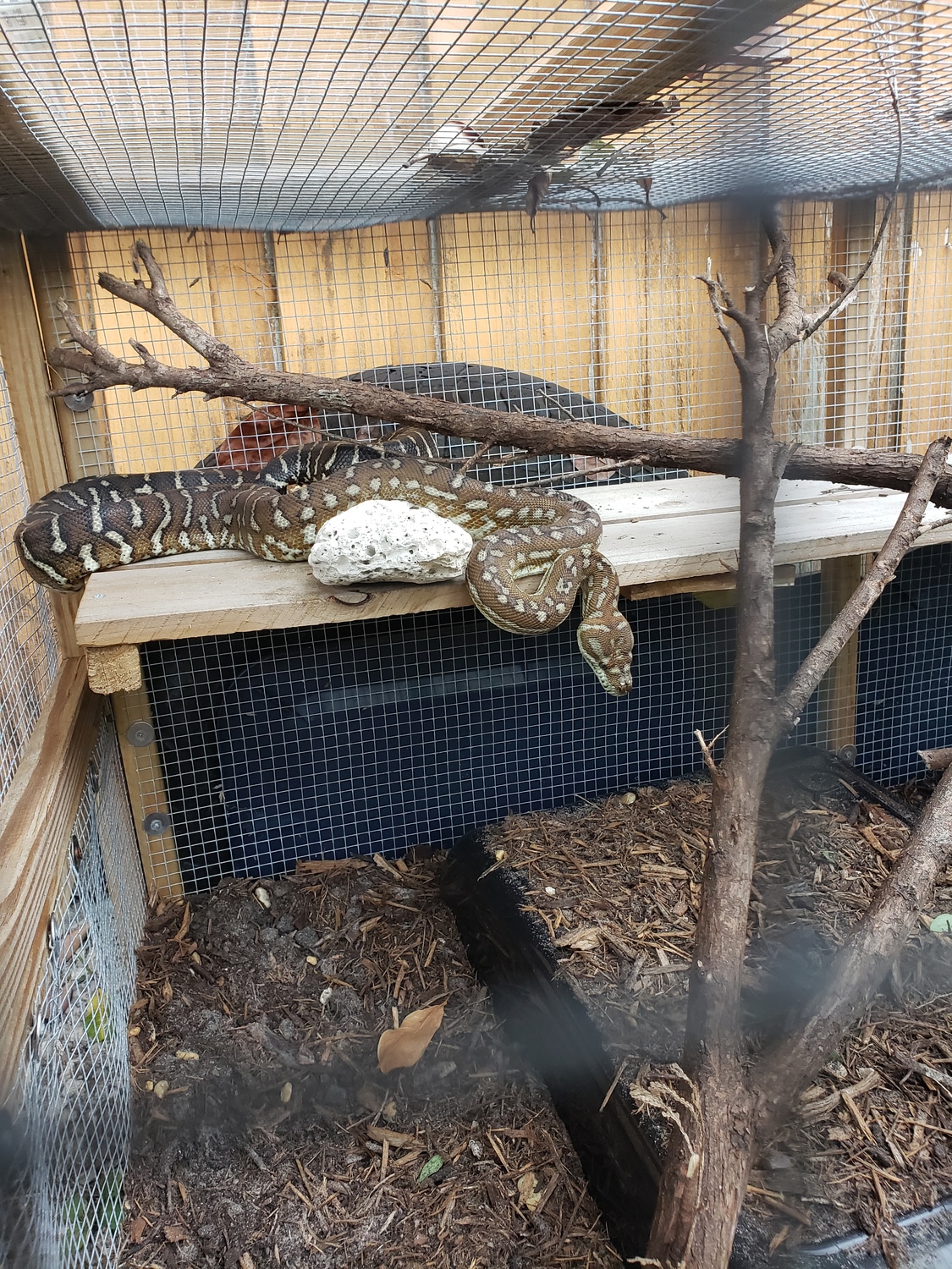 Bredli Centralian Carpet Python by Soflo-exotics - MorphMarket