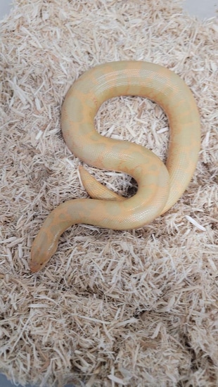 Curated visual reference: Picture Idea: Albino Tiger Flame Het Splash Kenyan Sand Boa By Soflo