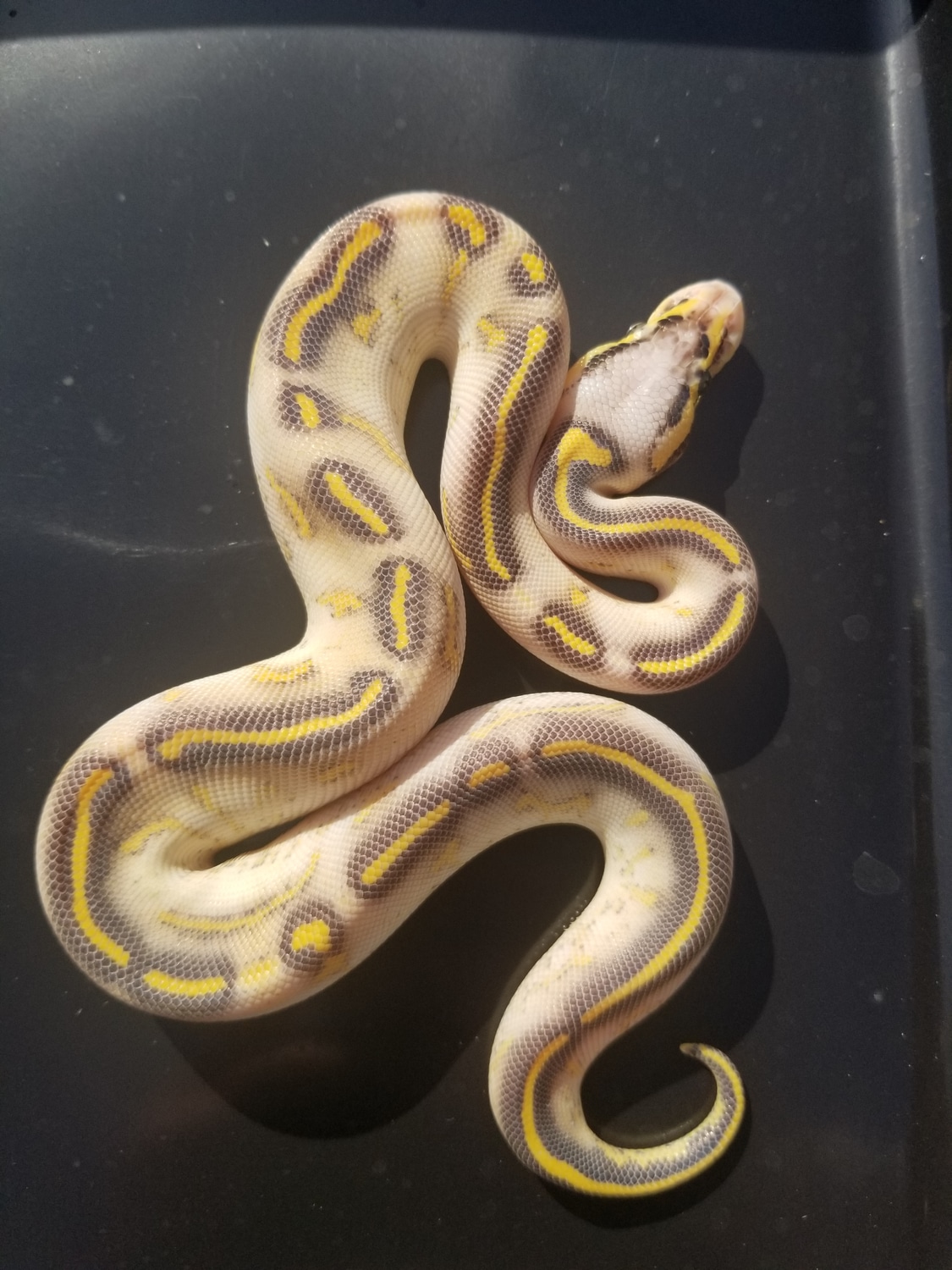 Pastel Highway Ball Python by Solano Serpents - MorphMarket