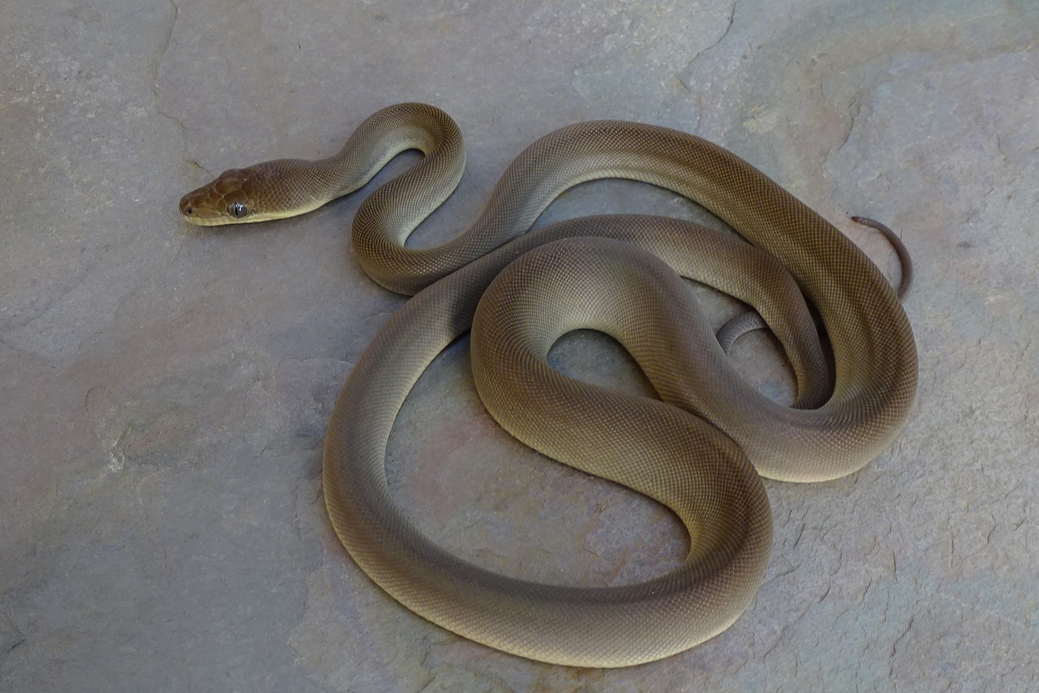 Olive Python by Sonja K. Reptiles LLC - MorphMarket