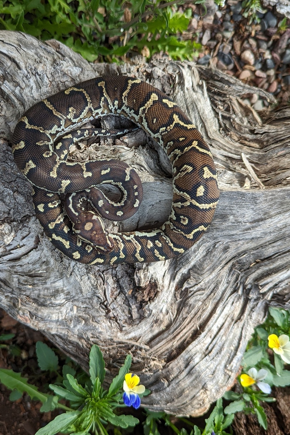 Angolan Python by Sonja K. Reptiles LLC - MorphMarket