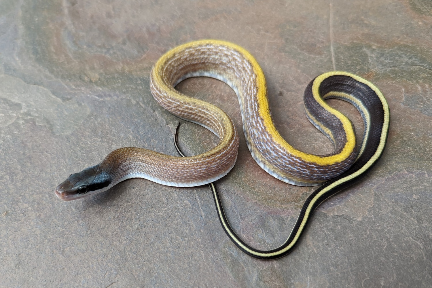 Cave Dwelling Ratsnake PET ONLY* Beauty Rat Snake by Sonja K. Reptiles