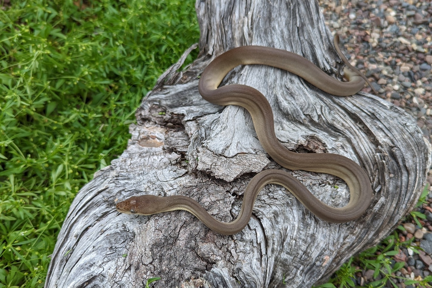 Olive Python by Sonja K. Reptiles LLC - MorphMarket