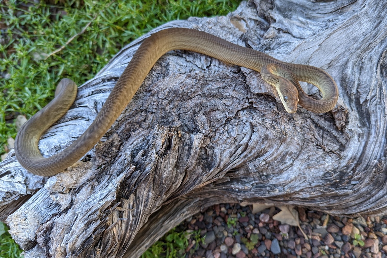 Olive Python by Sonja K. Reptiles LLC - MorphMarket