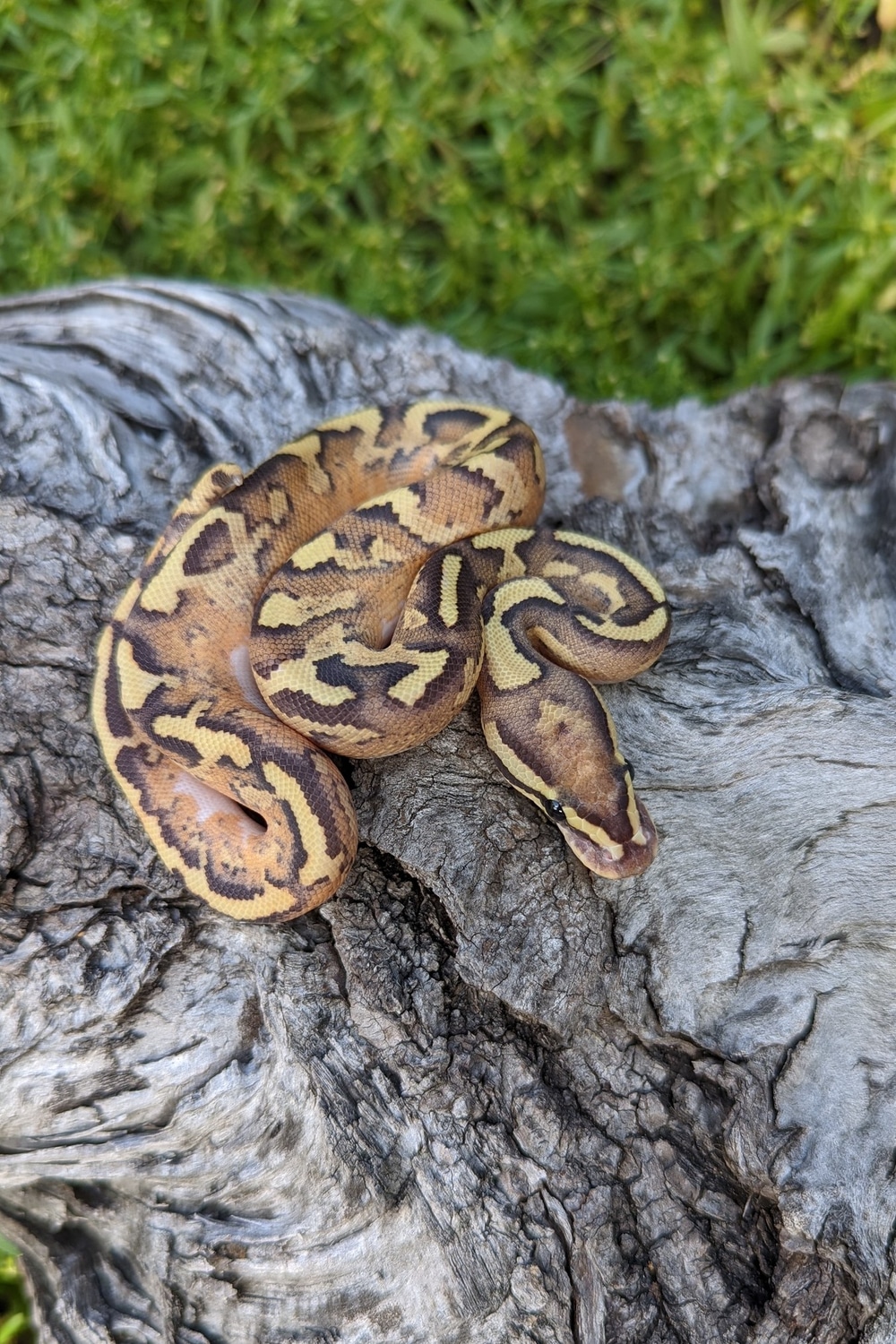 Disco Inferno Ball Python by Sonja K. Reptiles LLC - MorphMarket