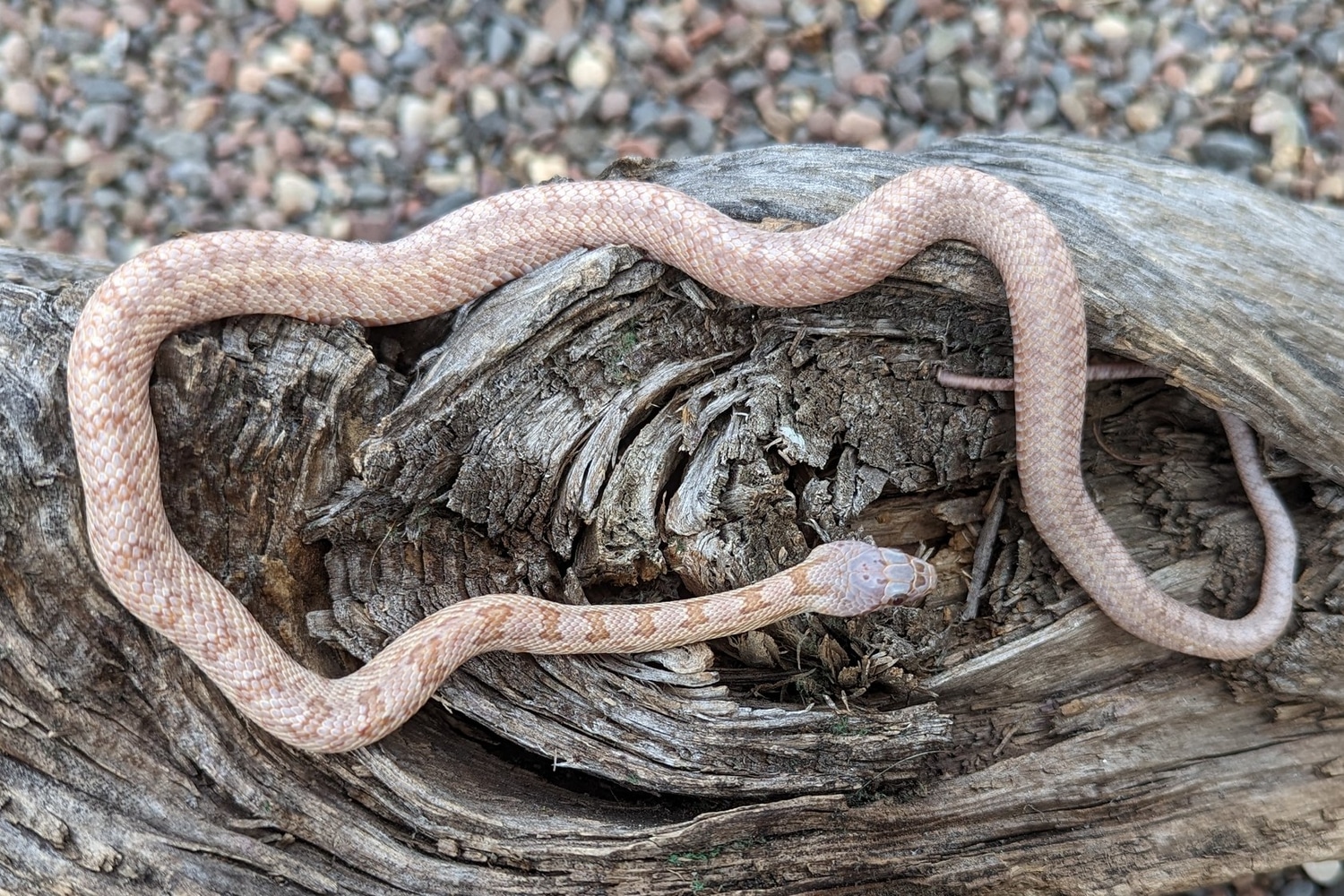 Hypo (Pet Only) Baird's Rat Snake by Sonja K. Reptiles LLC MorphMarket