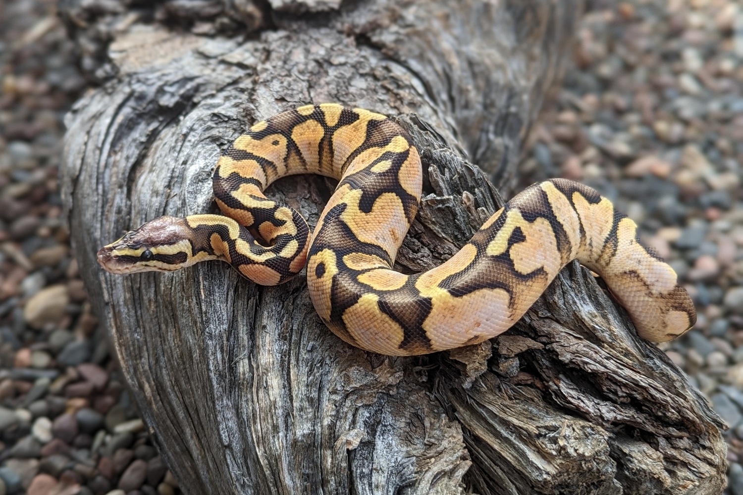 Super Pastel Calico Ball Python by Sonja K. Reptiles LLC - MorphMarket