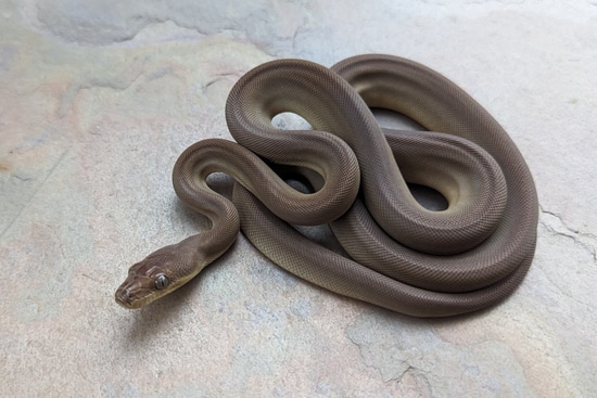 Olive Python by Sonja K. Reptiles LLC