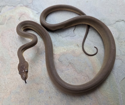 Olive Python by Sonja K. Reptiles LLC - MorphMarket