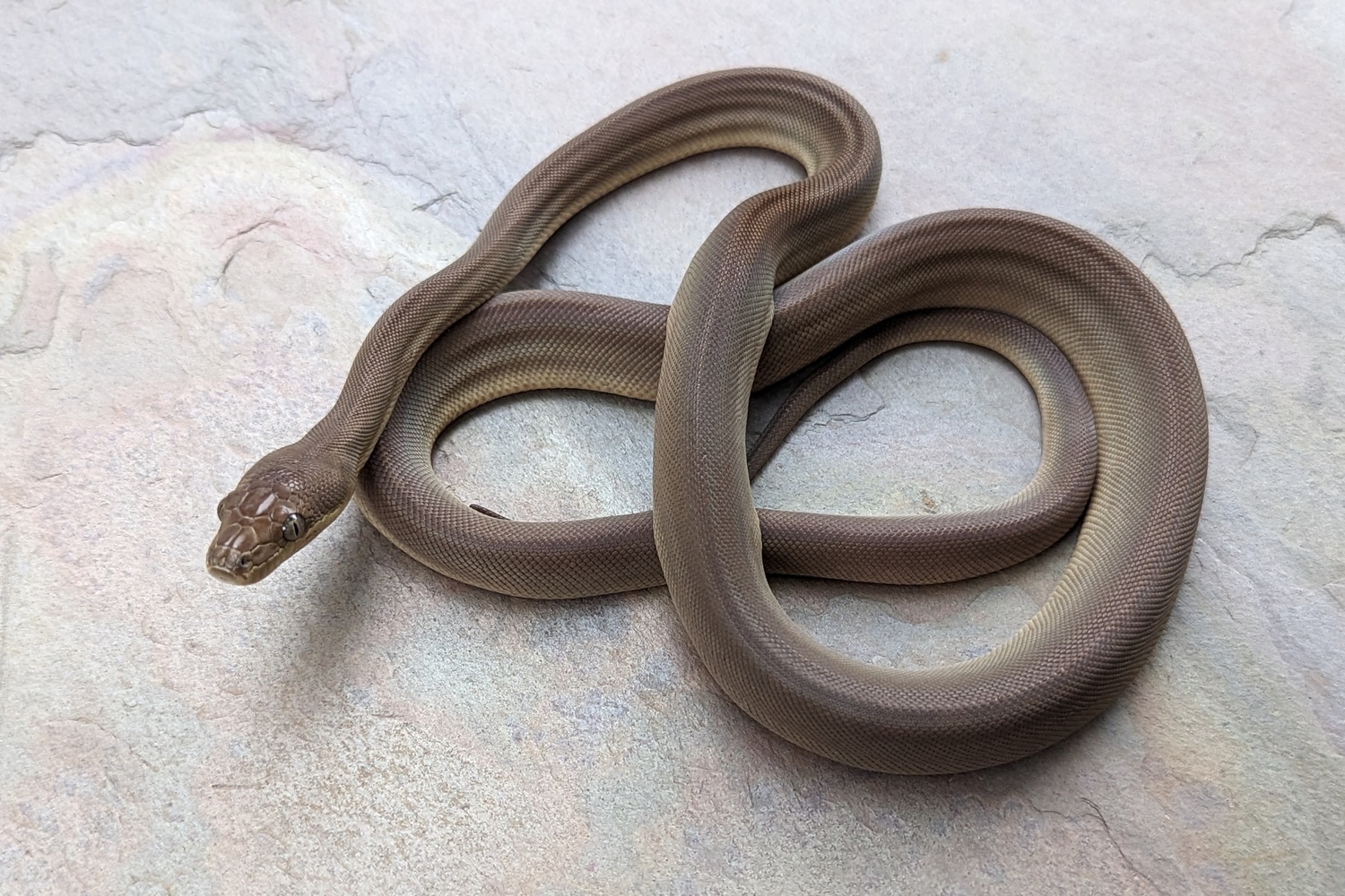Olive Python by Sonja K. Reptiles LLC - MorphMarket