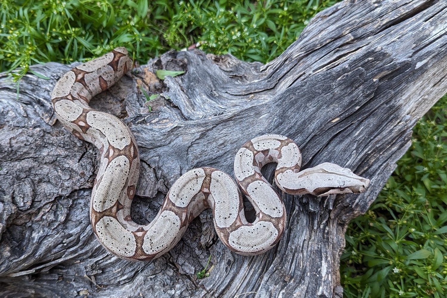 FALL SALE Bolivian Boa ShortTailed Boa Constrictor by Sonja K