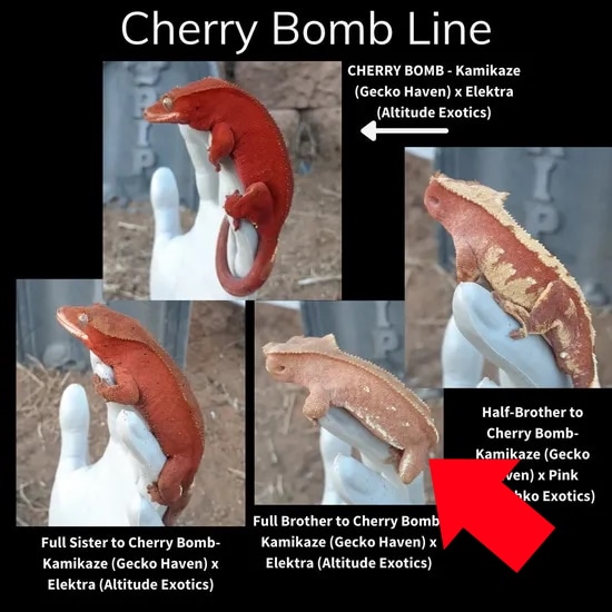 Cherry Bomb Line Red Phantom Crested Gecko by Sostic Reptiles - MorphMarket