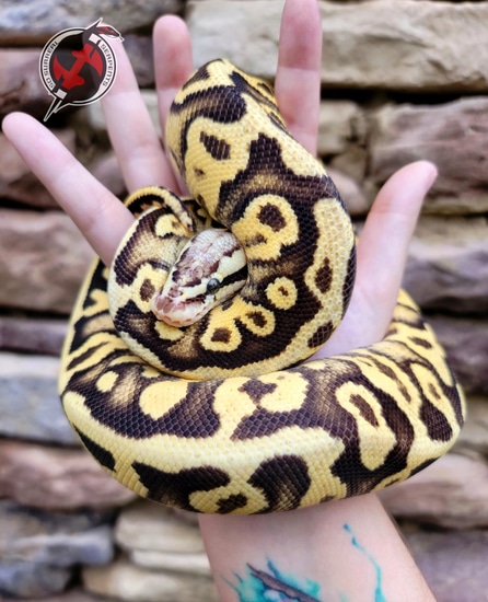 Rayne Ball Python by So Surreal Serpents