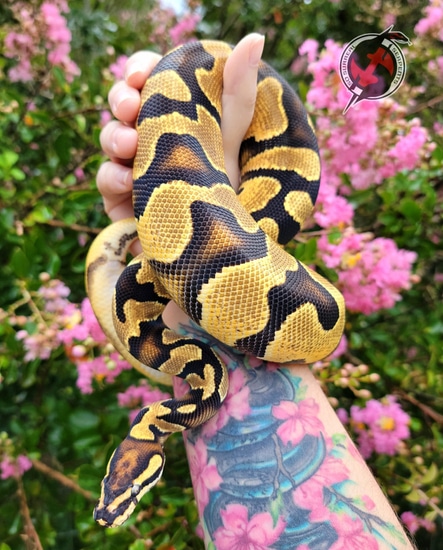 Super Orange Dream Yellowbelly Jungle Woma Het Pied Ball Python by So ...