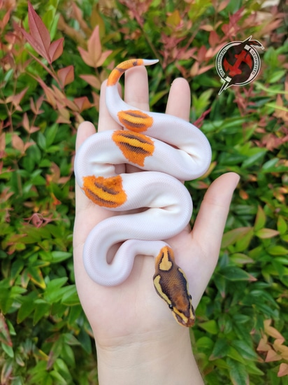 Krueger Ball Python by So Surreal Serpents