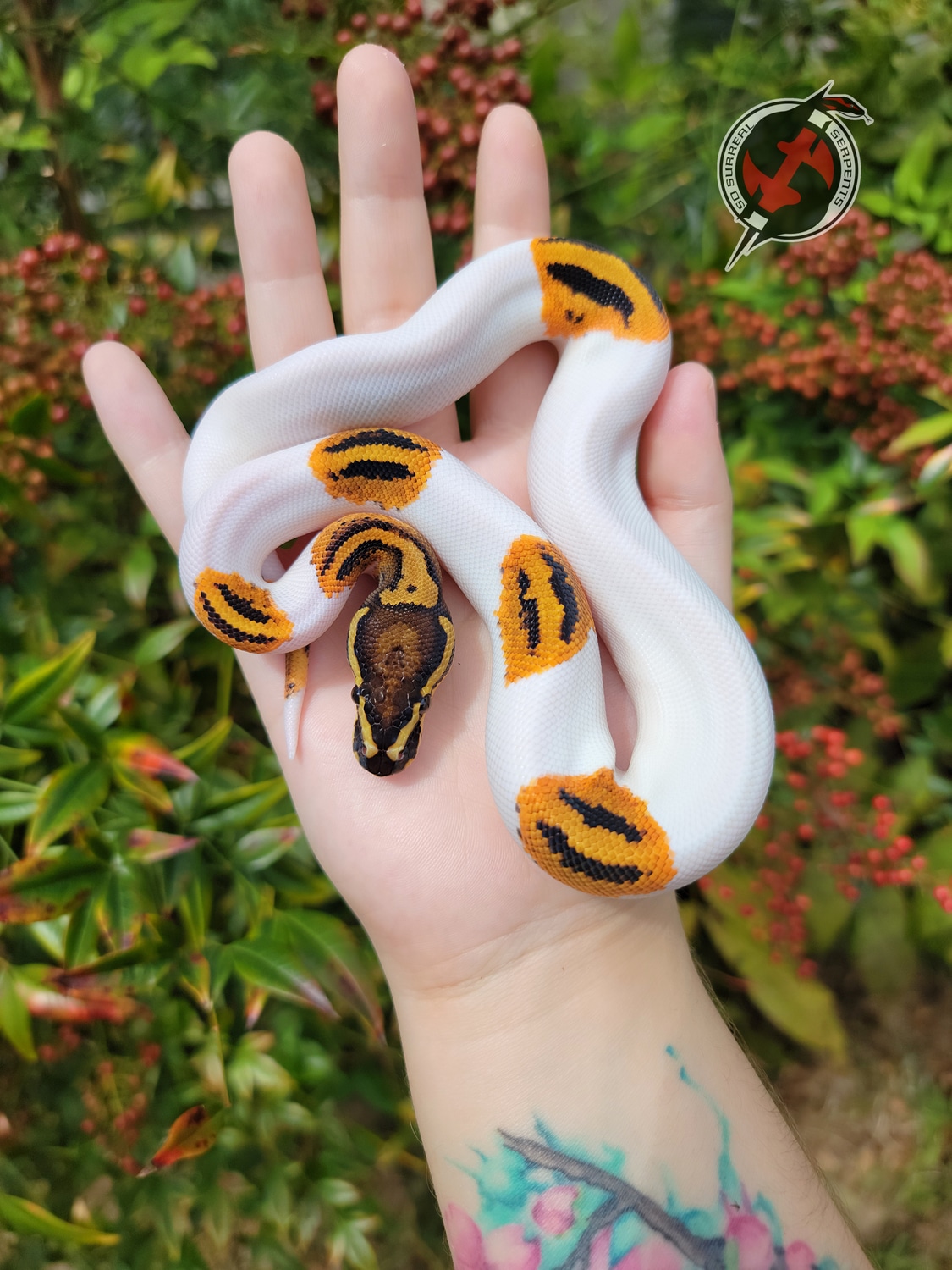 Orange Dream Yellowbelly Pied Ball Python by So Surreal Serpents ...