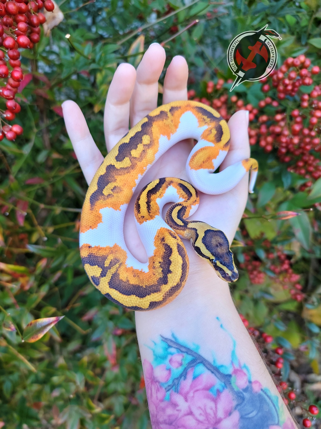 Yellowbelly Enchi Pied Ball Python by So Surreal Serpents - MorphMarket