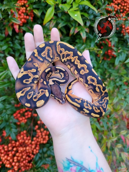 Salem Ball Python by So Surreal Serpents
