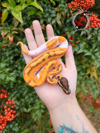 Super Orange Dream Yellowbelly Enchi Pied Ball Python by So Surreal ...