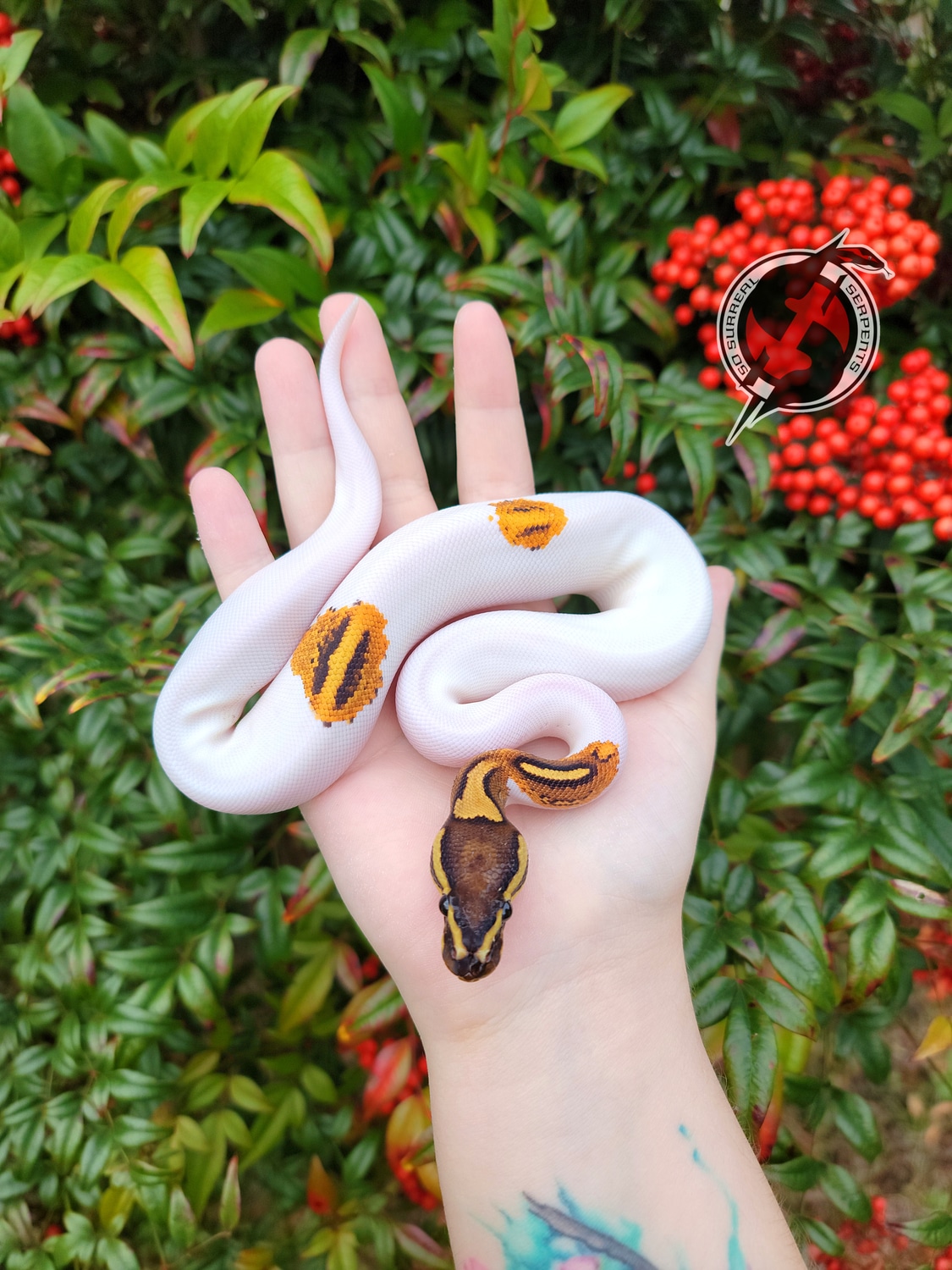 Orange Dream Yellowbelly Pied Ball Python by So Surreal Serpents ...