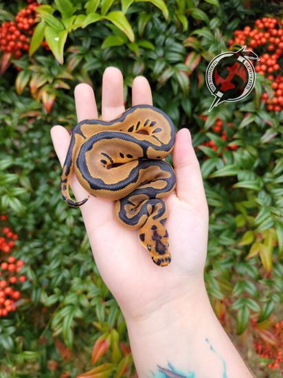 Leopard Clown Ball Python by So Surreal Serpents