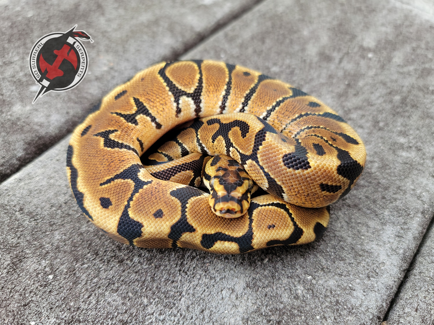 Spotnose Blade Het Clown Ball Python by So Surreal Serpents - MorphMarket