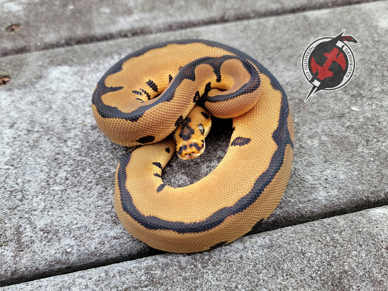 Leopard Clown Ball Python by So Surreal Serpents - MorphMarket