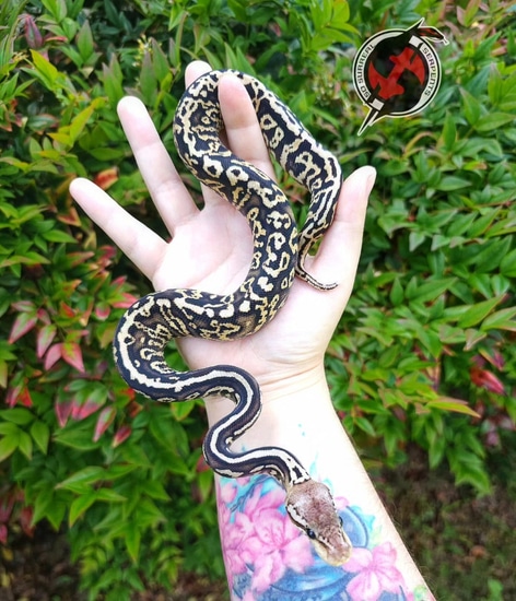 Pastel Confusion Spotnose Cinnamon Yellowbelly Ball Python by So ...