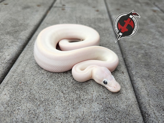 Lesser Mojave BEL Ball Python by So Surreal Serpents