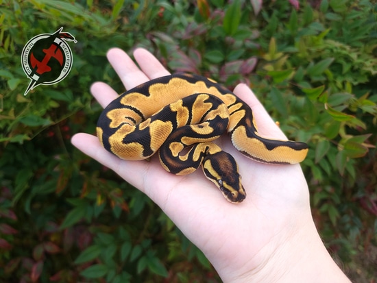 Super Orange Dream 66% Het Pied Ball Python by So Surreal Serpents