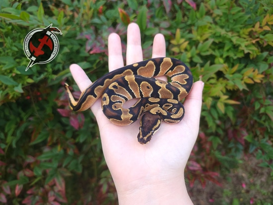 Orange Dream Pos Jungle Woma 66% Het Pied Ball Python by So Surreal ...