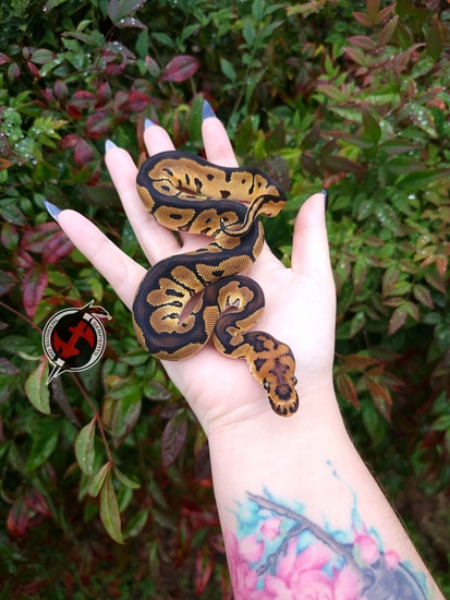 Clown Het TSK Axanthic Ball Python by So Surreal Serpents