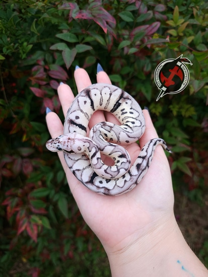 Rui Ball Python by So Surreal Serpents