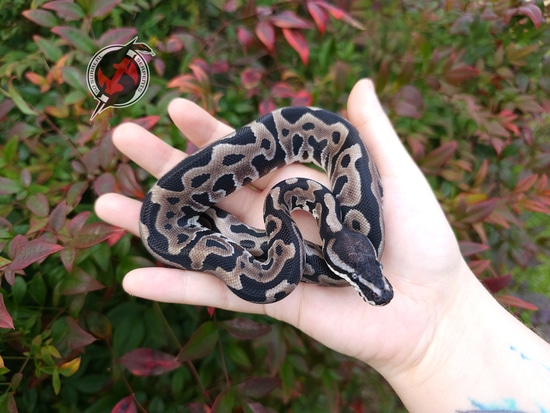 Leopard TSK Axanthic 66% Het Clown Ball Python by So Surreal Serpents