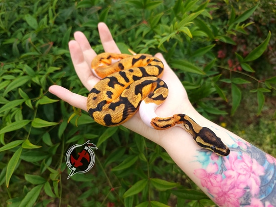 Orange Dream Yellowbelly Jungle Woma Pied Ball Python by So Surreal ...