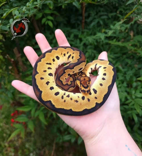 Funky Clowns Ball Python by So Surreal Serpents