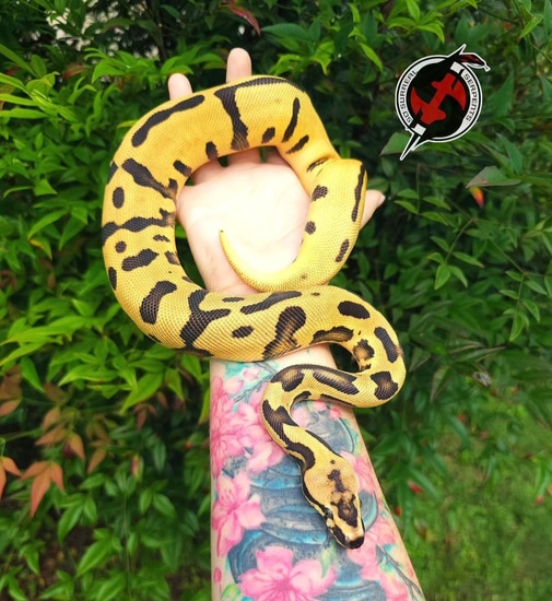 Sharkbait Ball Python by So Surreal Serpents