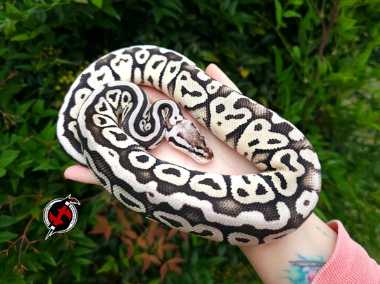 Firefly TSK Axanthic Het Clown Ball Python by So Surreal Serpents