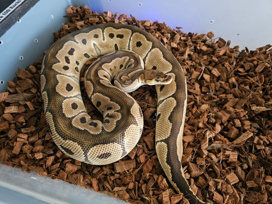 Clown Ball Python by So Surreal Serpents