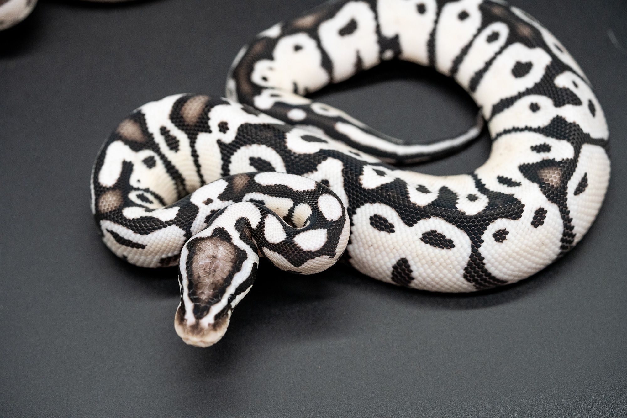 if six was nine TXS3 WHITE× PYTHON 20241014193112.617-Gravid-