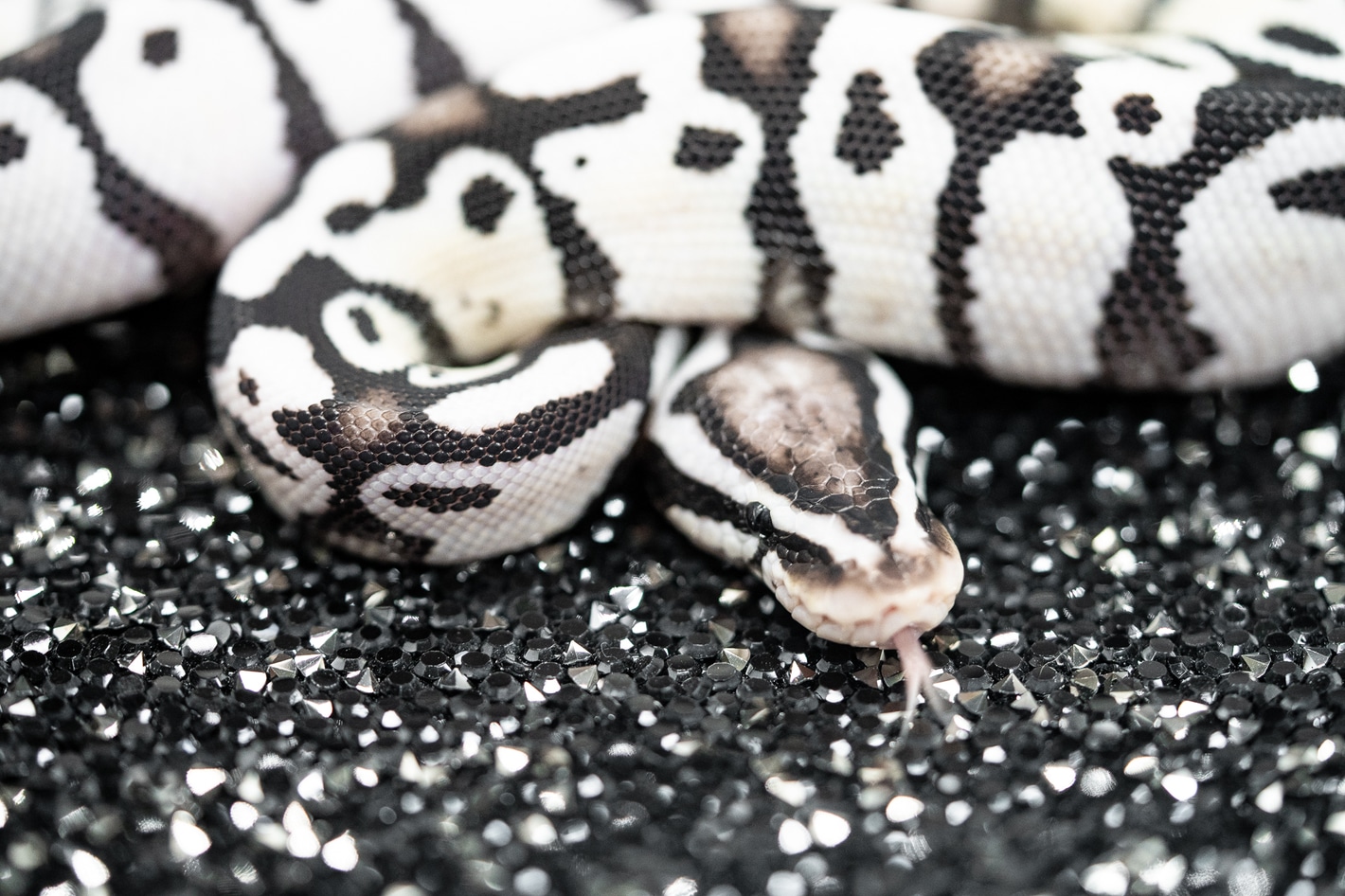 Firefly Axanthic (TSK) Ball Pythons by Soul Serpents, LLC