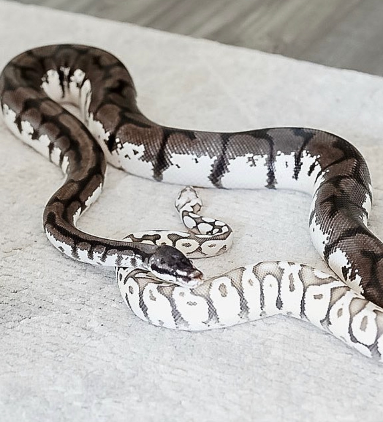 Super Pastel Axanthic (TSK) Spider Ball Pythons by Soul