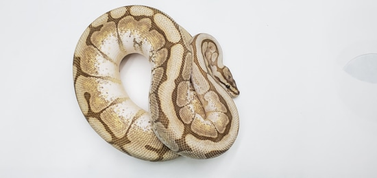 Butter Spider Ball Python by Scale On Up Reptiles LLC